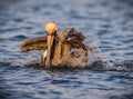 American brown pelican splashes while bathing Royalty Free Stock Photo