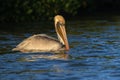 American brown pelican swimming.