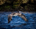 American brown pelican with wings lowered flies over the water of the Gulf of Mexico