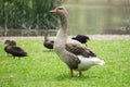 American Buff Goose with ducks