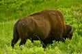 American Buffalo Royalty Free Stock Photo