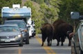 Buffalo Crossing the Street in Yellowstone National Park