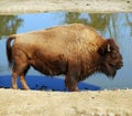 American buffalo - Bison bison Royalty Free Stock Photo