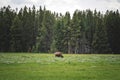 An American buffalo or bison grazing in the grasslands of Yellowstone National Park Royalty Free Stock Photo