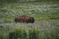 An American buffalo or bison grazing in the Lamar Valley of Yellowstone National Park Royalty Free Stock Photo