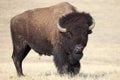 American Buffalo Royalty Free Stock Photo
