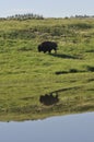 American buffalo bison reflection