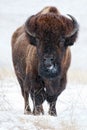 American buffalo bison in winter