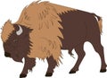 American buffalo or bull