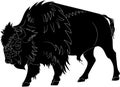 American buffalo or bull