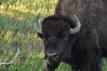 American Buffalo Grazing in the Shade of a Tree