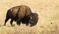 American Buffalo Royalty Free Stock Photo