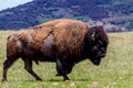 The American Buffalo, Living on the Range in Oklahoma. Royalty Free Stock Photo