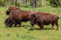 The American Buffalo, Living on the Range in Oklahoma. Royalty Free Stock Photo