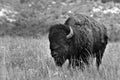 American Buffalo.