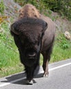 American Buffalo walking on Street in Closeup