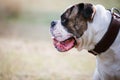 American bulldog