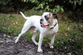 American bulldog looking