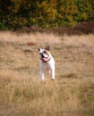 American bulldog running