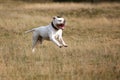 American bulldog running