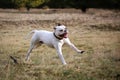 American bulldog running on grass