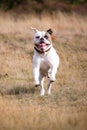 American bulldog running