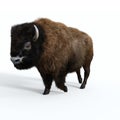 American Bison Male