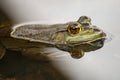 American bull frog partially submerged in water