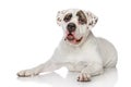 American Bulldog Royalty Free Stock Photo