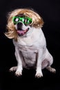 American bulldog on black background glasses hair