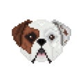 American bulldog, dog head in pixel art style. Royalty Free Stock Photo