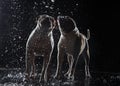 American Bulldog, dog Motion in the water Royalty Free Stock Photo