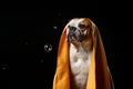 American Bulldog, dog Motion in the water Royalty Free Stock Photo