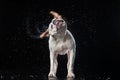 American Bulldog, dog Motion in the water Royalty Free Stock Photo