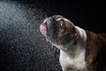 American Bulldog, dog Motion in the water Royalty Free Stock Photo