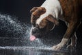 American Bulldog, dog Motion in the water Royalty Free Stock Photo