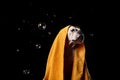 American Bulldog, dog Motion in the water Royalty Free Stock Photo