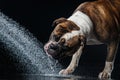 American Bulldog, dog Motion in the water Royalty Free Stock Photo