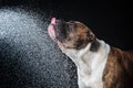 American Bulldog, dog Motion in the water Royalty Free Stock Photo