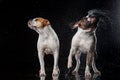 American Bulldog, dog Motion in the water, aqueous shooting