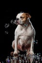 American Bulldog, dog Motion in the water, aqueous shooting