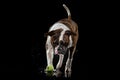 American Bulldog, dog Motion in the water, aqueous shooting