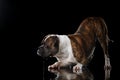 American Bulldog, dog Motion in the water, aqueous shooting