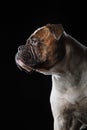 American Bulldog, dog Motion in the water, aqueous shooting