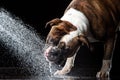 American Bulldog, dog Motion in the water, aqueous shooting