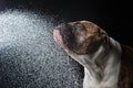 American Bulldog, dog Motion in the water, aqueous shooting