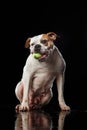 American Bulldog, dog Motion in the water, aqueous shooting