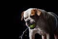 American Bulldog, dog Motion in the water, aqueous shooting