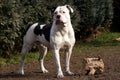 American Bulldog in the garden with wood