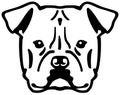 American Bulldog head black and white